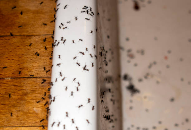 Best Commercial Pest Control Services  in Bowling Green, KY