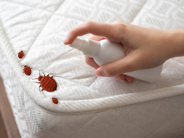 Best Affordable Pest Control Services  in Bowling Green, KY